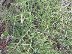 Asparagus horridus