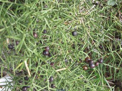 Asparagus horridus