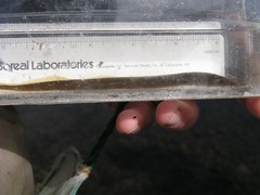 Lampetra richardsoni