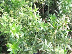 Rubia peregrina