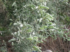 Calicotome villosa