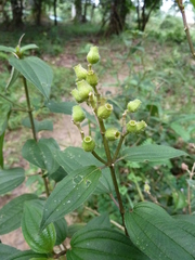 Dupineta multiflora