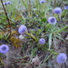 Common Blue Daisy - Photo (c) Mattia Menchetti, some rights reserved (CC BY), uploaded by Mattia Menchetti
