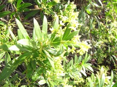 Rubia peregrina
