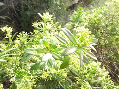 Rubia peregrina