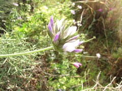 Bituminaria bituminosa