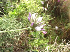Bituminaria bituminosa