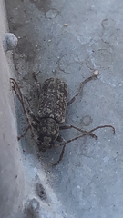 Trichoferus holosericeus