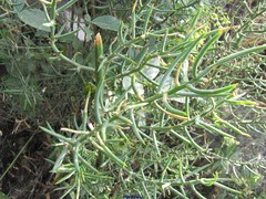 Asparagus horridus