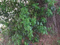 Olea europaea europaea