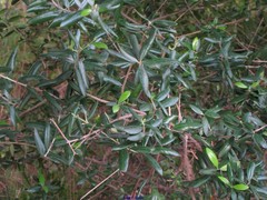 Olea europaea