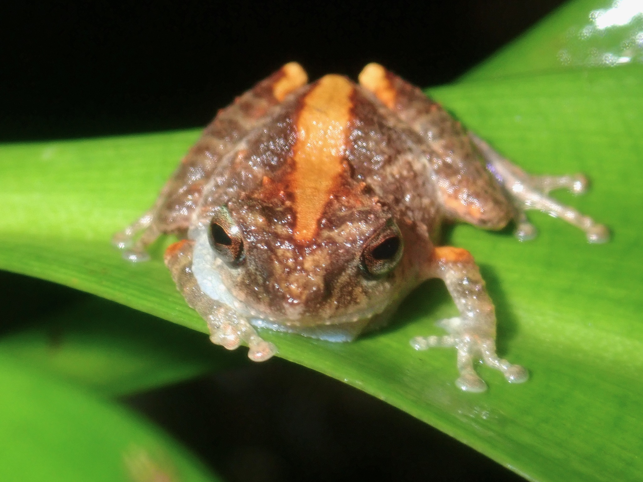 Palawan Bubble-Nest Frog photo 3