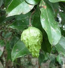 Dactyladenia barteri