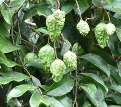 Dactyladenia barteri