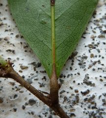 Dactyladenia barteri