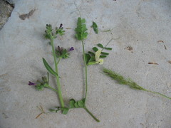 Vicia grandiflora