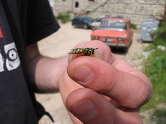 Chrysotoxum intermedium
