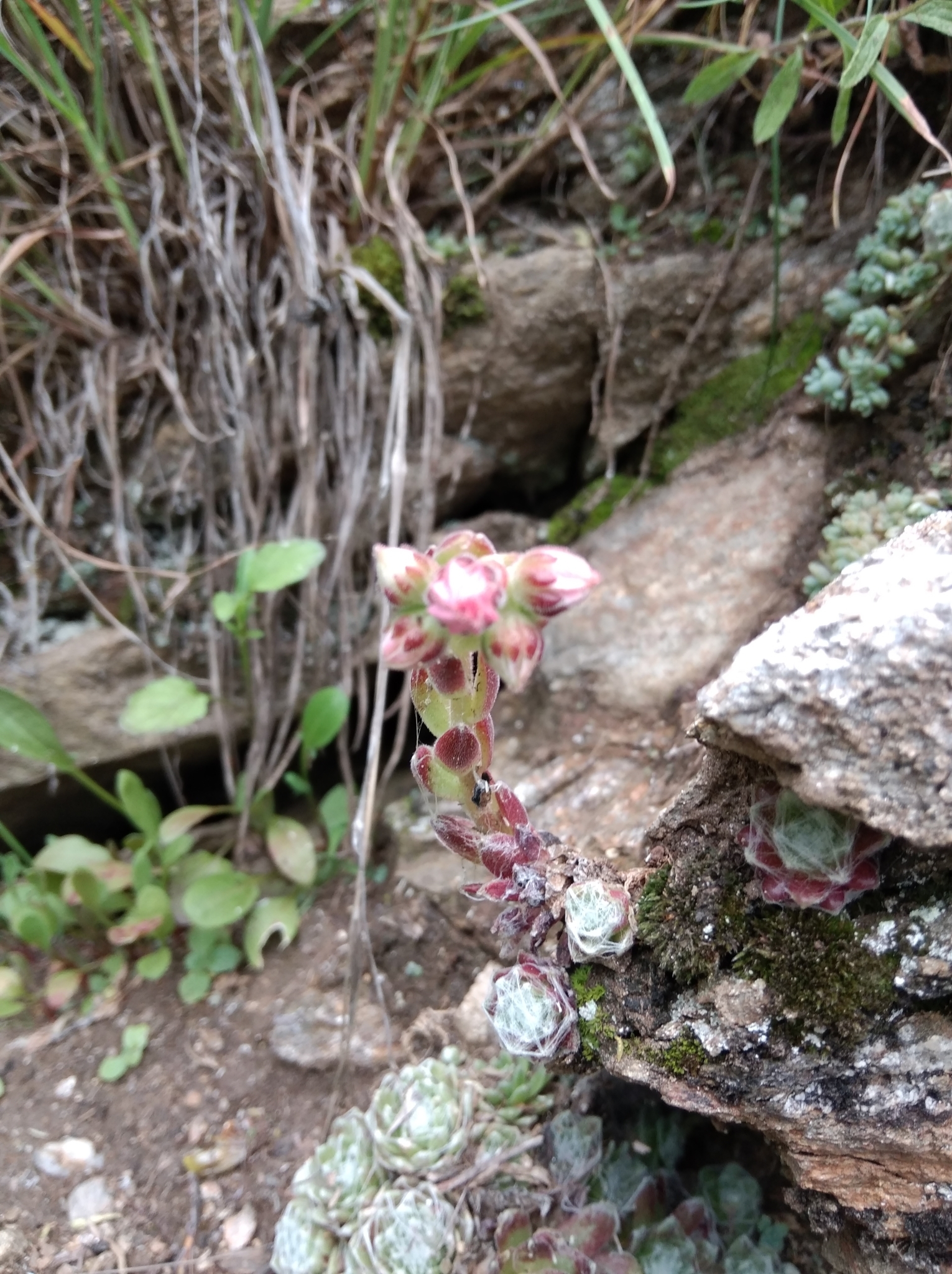 Sempervivum 'Charolensis' 2