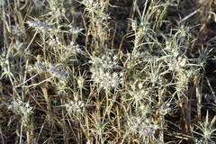 Exoacantha heterophylla