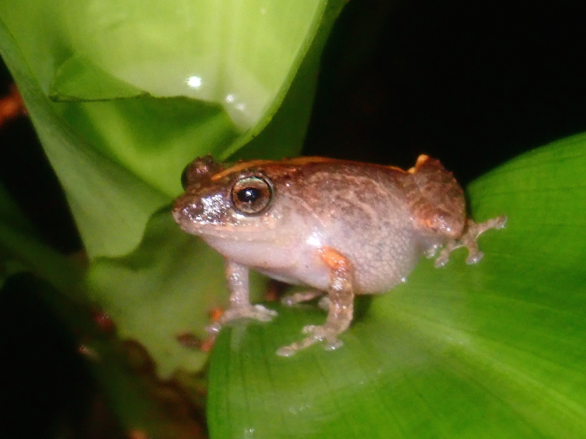 Palawan Bubble-Nest Frog photo 4