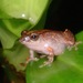 Palawan Bubble-nest Frog - Photo (c) Albert Kang, some rights reserved (CC BY-NC), uploaded by Albert Kang