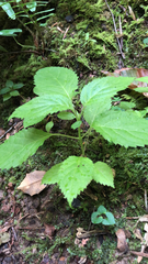 Collinsonia canadensis