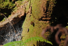 Calliphora ochracea