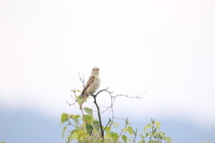 Iduna caligata