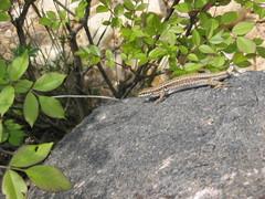 Podarcis erhardii riveti