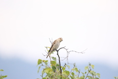 Iduna caligata
