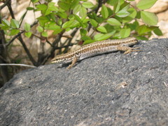 Podarcis erhardii riveti