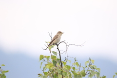 Iduna caligata