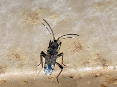 Elasmolomus squalidus