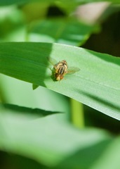 Parhelophilus integer