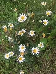 Leucanthemum vulgare