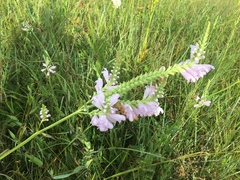 Physostegia digitalis