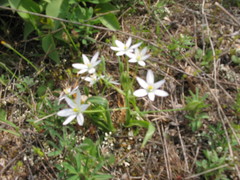 Ornithogalum montanum