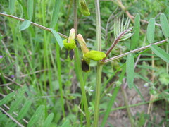 Vicia melanops