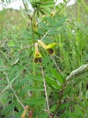 Vicia melanops