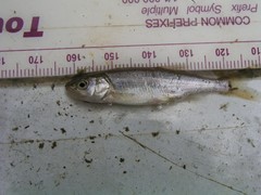 Mylocheilus caurinus