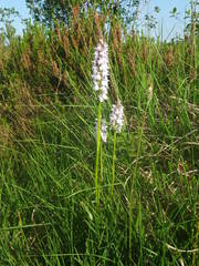 Dactylorhiza maculata ericetorum