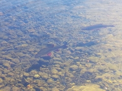 Leuciscus idus