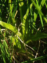 Dactylorhiza maculata ericetorum