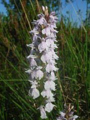 Dactylorhiza maculata ericetorum