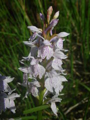 Dactylorhiza maculata ericetorum
