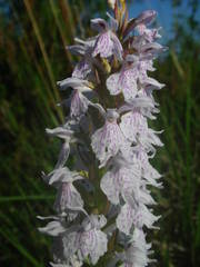 Dactylorhiza maculata ericetorum