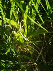 Dactylorhiza maculata ericetorum