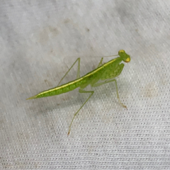 Tropidomantis