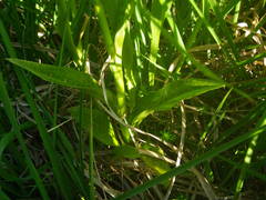 Dactylorhiza maculata ericetorum