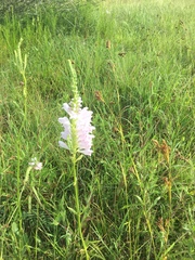 Physostegia digitalis